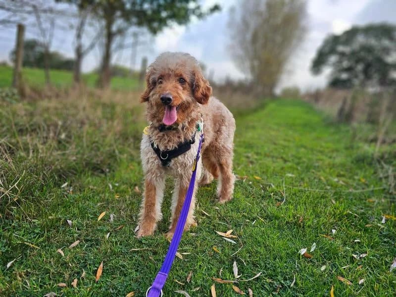 Dougie, male 4yo Poodle for adoption at Dogs Trust Newbury, Newbury