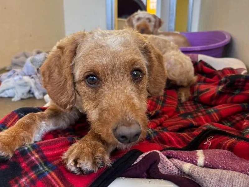 McQueen, male 4yo Poodle for adoption at Dogs Trust Newbury, Newbury