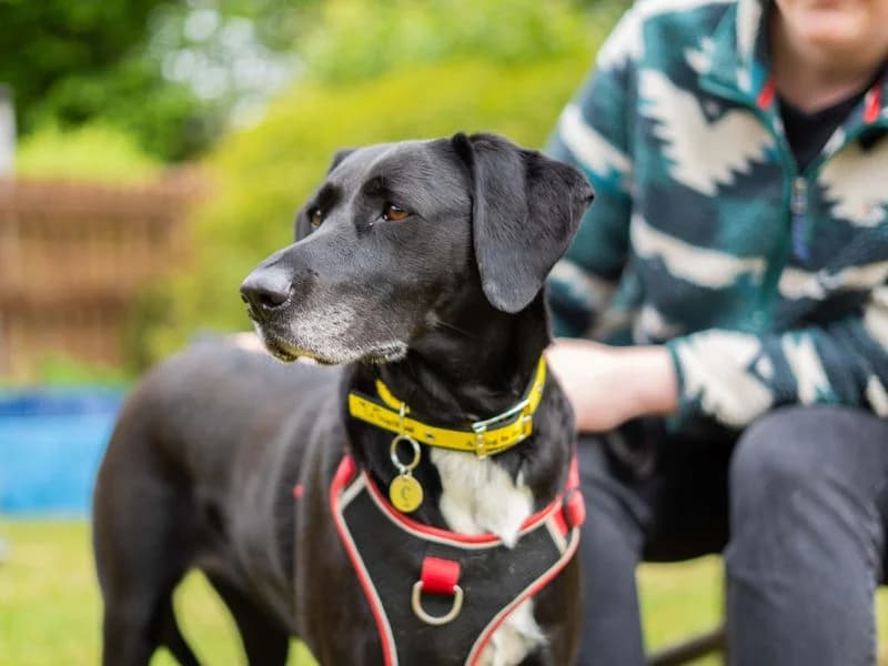 Coco, female 5yo mixed breed for adoption at Dogs Trust Newbury, Newbury