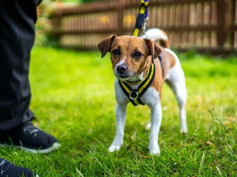 Poppy, female young Jack Russell Terrier for adoption at Dogs Trust Newbury, Newbury