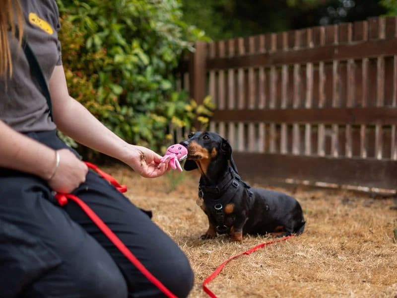 Margarine, female 4yo mixed breed for adoption at Dogs Trust Newbury, Newbury