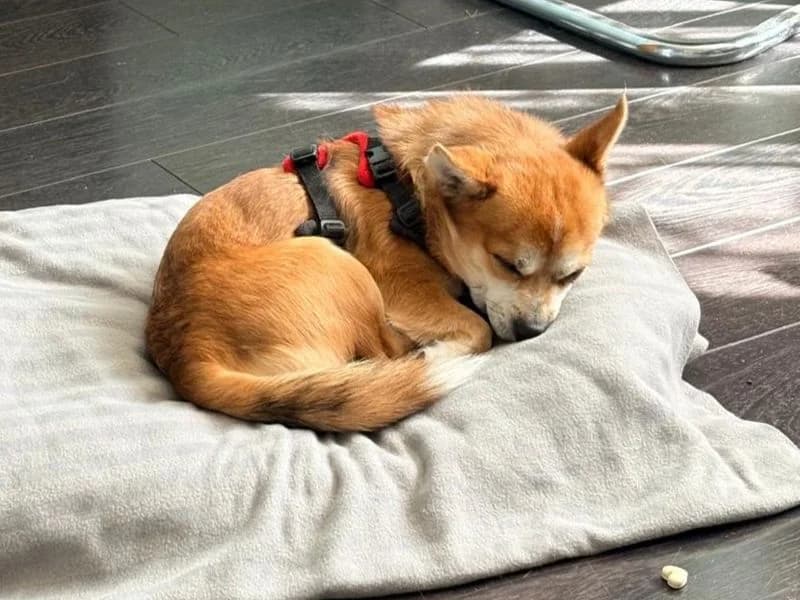 Big Dave, male young Chihuahua for adoption at Dogs Trust Newbury, Newbury