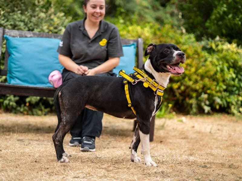 Athena, female 3yo English Bulldog for adoption at Dogs Trust Newbury, Newbury
