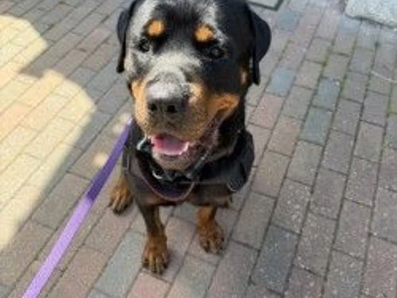 Bowie, male 3yo Rottweiler for adoption at Dogs Trust Newbury, Newbury
