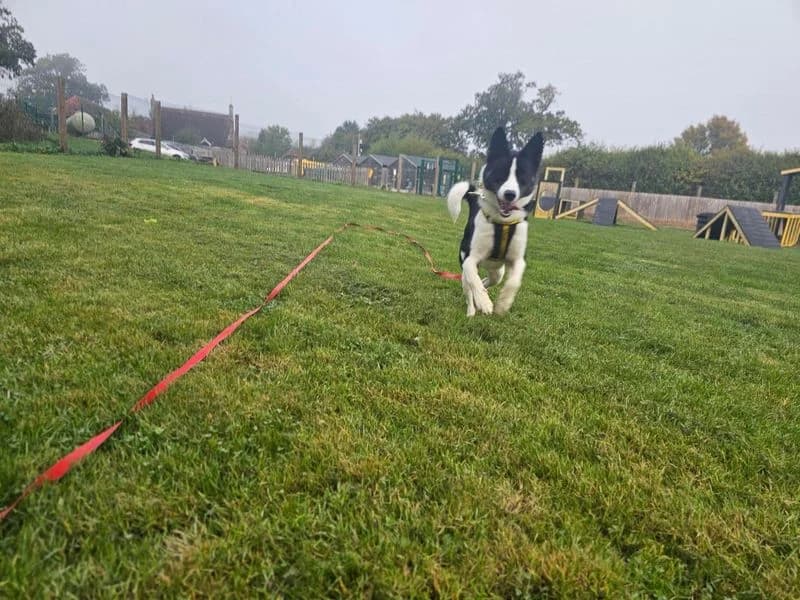 Otis, male 3yo Border Collie for adoption at Dogs Trust Newbury, Newbury
