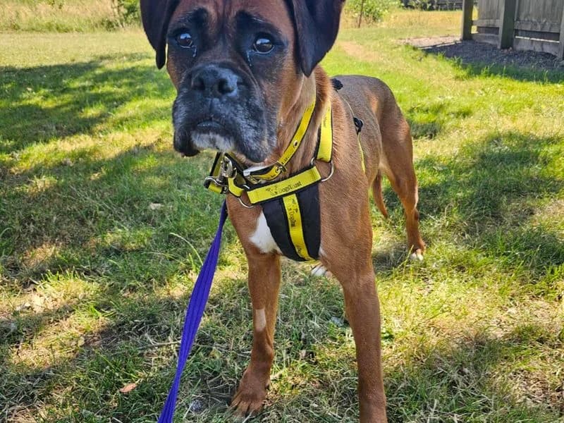 Primrose, female 4yo mixed breed for adoption at Dogs Trust Newbury, Newbury