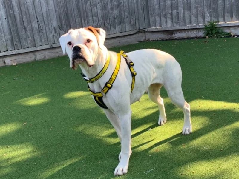 Daisy, female young mixed breed for adoption at Dogs Trust Newbury, Newbury