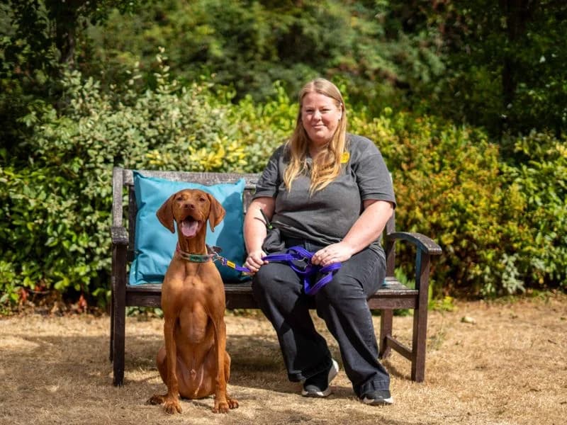 Rocky, male 6yo Vizsla for adoption at Dogs Trust Newbury, Newbury