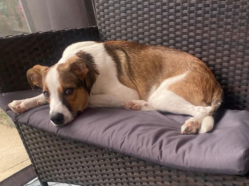 Archer, male young Border Collie for adoption at Dogs Trust Newbury, Newbury