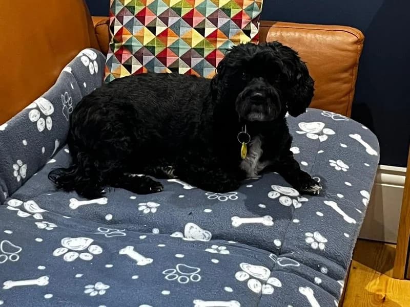 Hugo, male 7yo Cavalier King Charles Spaniel for adoption at Dogs Trust Newbury, Newbury