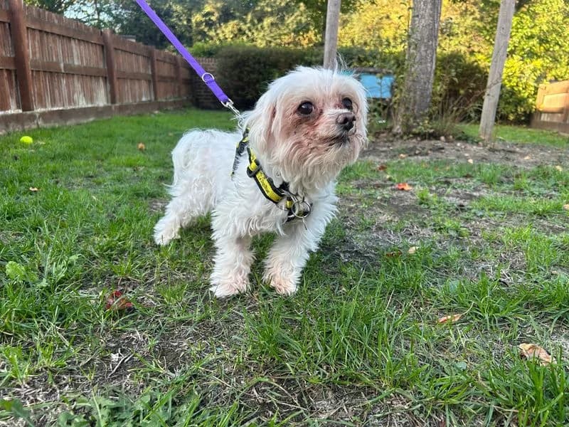 Dolly, female senior Maltese for adoption at Dogs Trust Newbury, Newbury