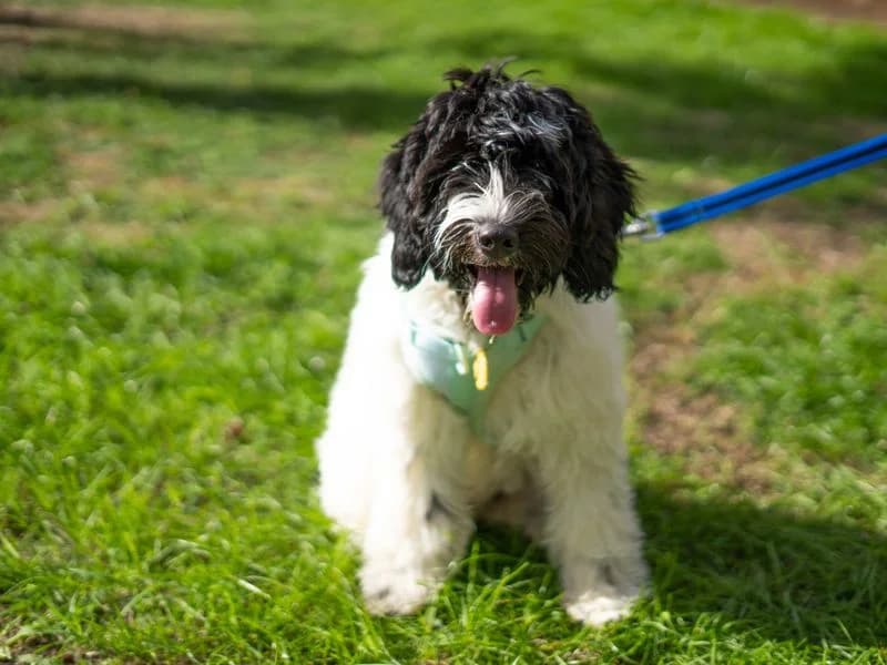 Winnie, female puppy Cocker Spaniel for adoption at Dogs Trust Newbury, Newbury