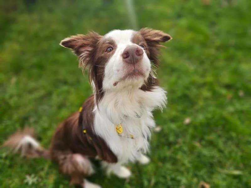 Rascal, male senior Border Collie for adoption at Dogs Trust Newbury, Newbury