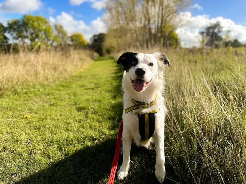 Ghost, male young English Bulldog for adoption at Dogs Trust Newbury, Newbury