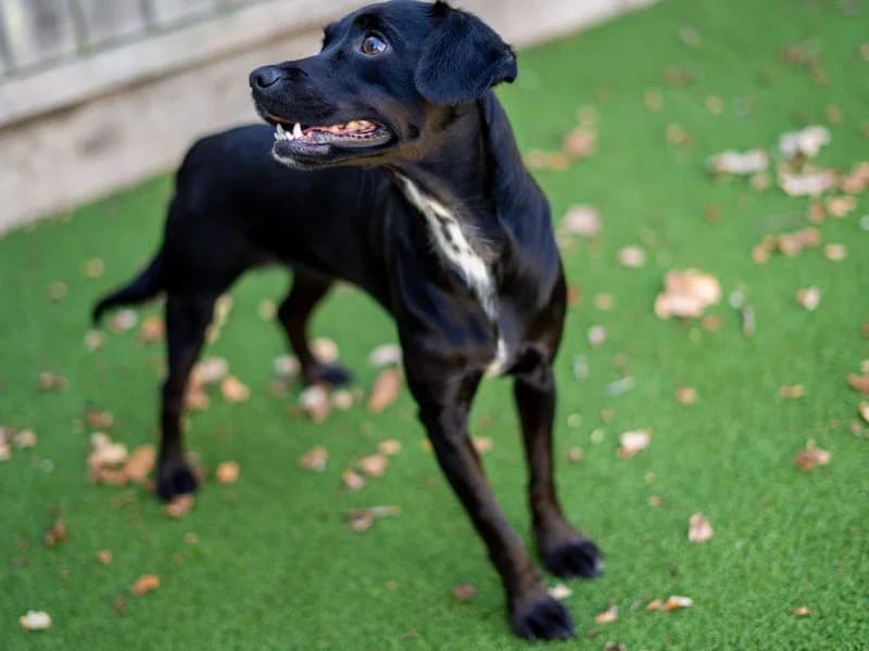 Minnie, female young Mixed Breed for adoption at Dogs Trust Newbury, Newbury