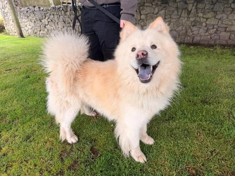 Sonny, male 5yo mixed breed for adoption at Dogs Trust Cumbria, Cumbria