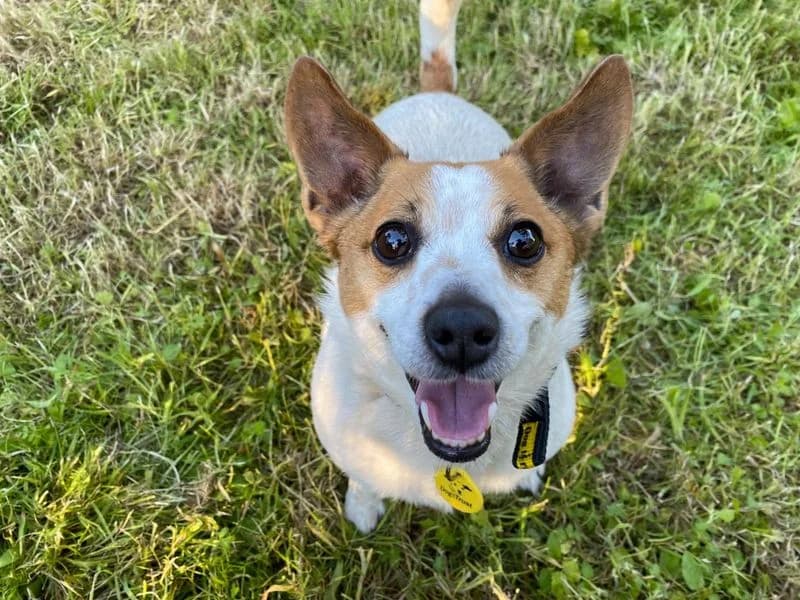 Whoopie, female 5yo Mixed Breed for adoption at Dogs Trust Cumbria, Cumbria