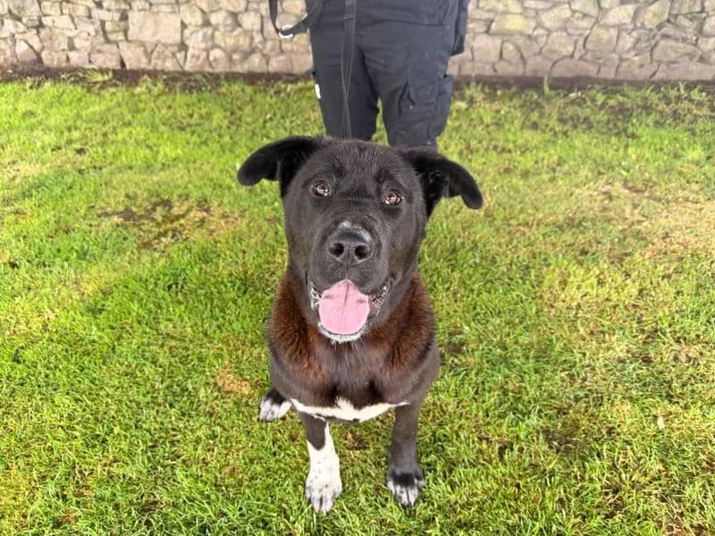 Lala, female puppy Akita for adoption at Dogs Trust Cumbria, Cumbria