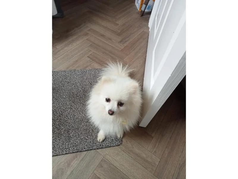 Penny, female 4yo Pomeranian for adoption at Dogs Trust Cumbria, Cumbria