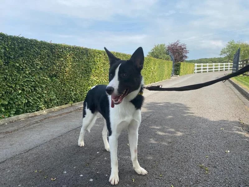 Otis, male 3yo Border Collie for adoption at Dogs Trust Cumbria, Cumbria