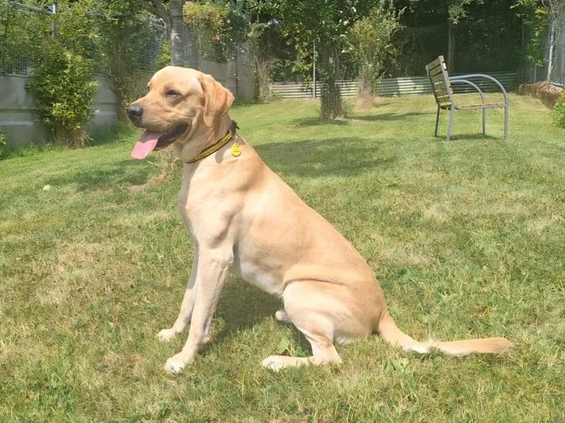 Jasper, male young Labrador Retriever for adoption at Dogs Trust Cumbria, Cumbria