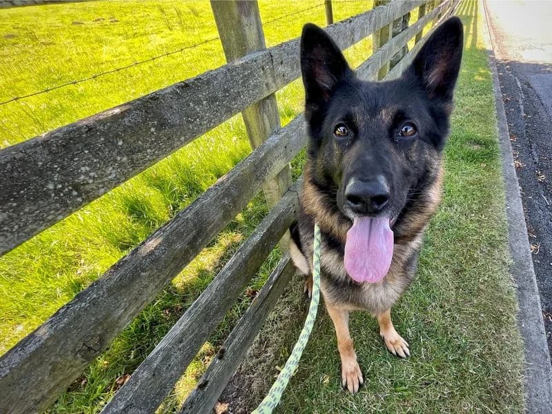 Rex, male 4yo mixed breed for adoption at Dogs Trust Cumbria, Cumbria