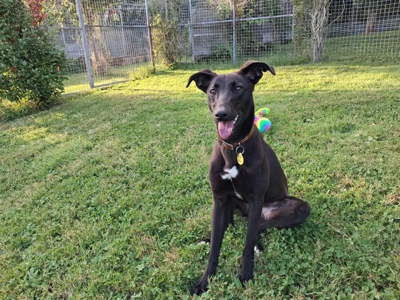 Magic, female young Lurcher for adoption at Dogs Trust Cumbria, Cumbria