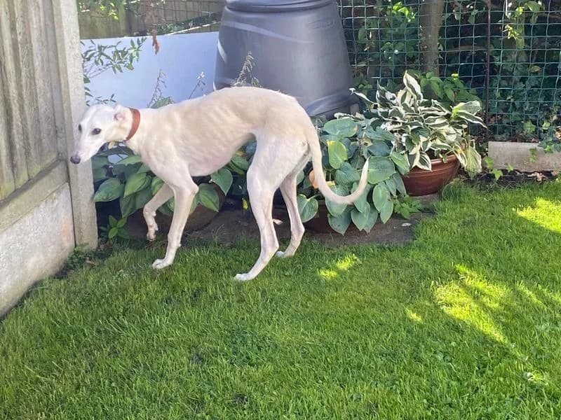 Boo, female young Lurcher for adoption at Dogs Trust Cumbria, Cumbria