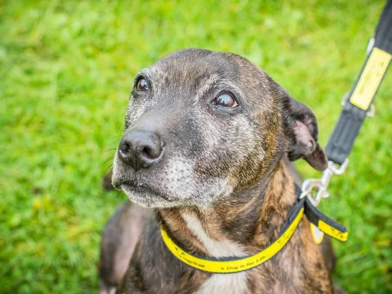 Savannah, female senior Staffordshire Bull Terrier for adoption at Dogs Trust Cumbria, Cumbria