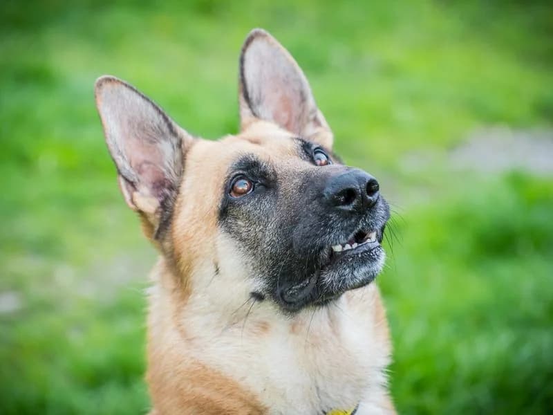Dodger, male young mixed breed for adoption at Dogs Trust Cumbria, Cumbria