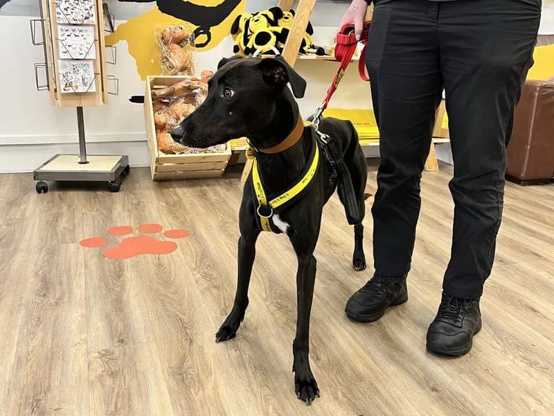 Shadow, male 4yo Lurcher for adoption at Dogs Trust Cumbria, Cumbria