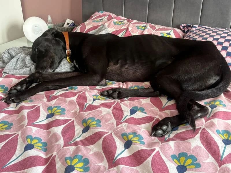 Shadow, male 4yo Lurcher for adoption at Dogs Trust Cumbria, Cumbria