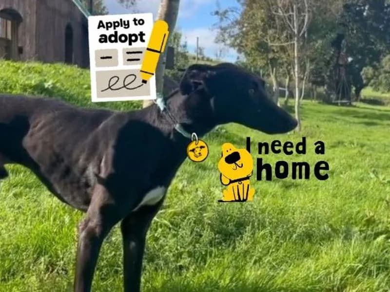 Shadow, male 4yo Lurcher for adoption at Dogs Trust Cumbria, Cumbria