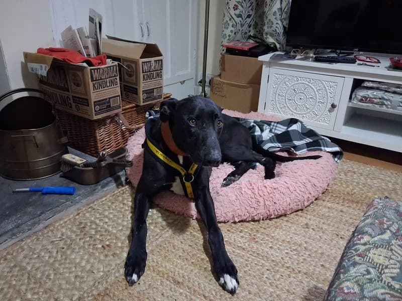 Zero, male 6yo Lurcher for adoption at Dogs Trust Cumbria, Cumbria