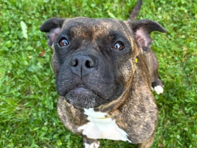 Gracie, female young Staffordshire Bull Terrier for adoption at Dogs Trust Cumbria, Cumbria