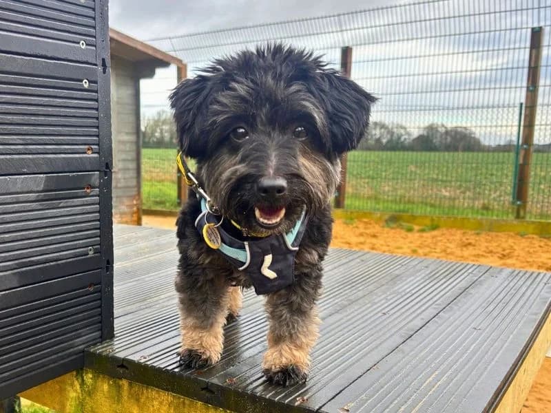 Obi, female 7yo Jack Russell Terrier for adoption at Dogs Trust Salisbury, Newton Tony