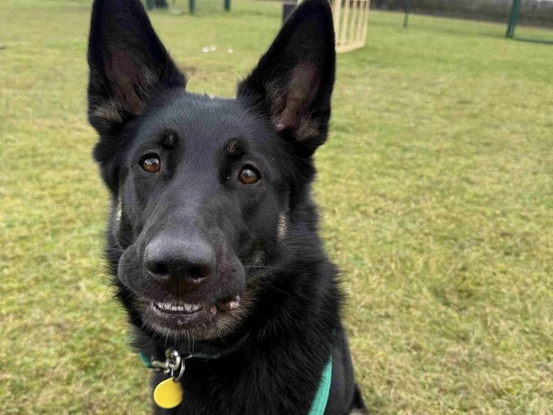 Nella, female young mixed breed for adoption at Dogs Trust Salisbury, Newton Tony