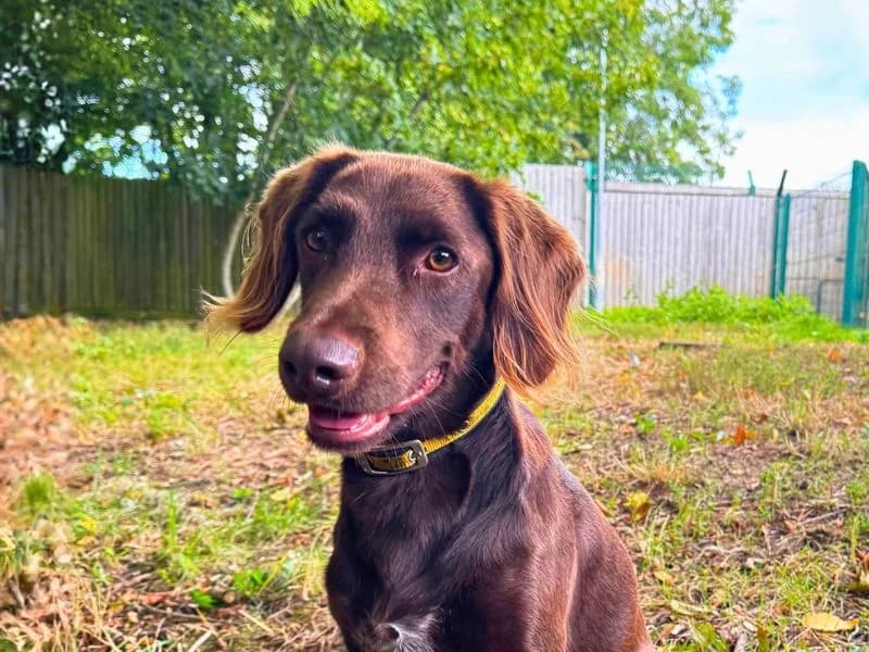 Andy Pandy Pudding and Pie, male 4yo mixed breed for adoption at Dogs Trust Salisbury, Newton Tony