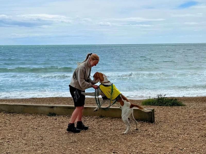 Hartley, male 4yo mixed breed for adoption at Dogs Trust Salisbury, Newton Tony