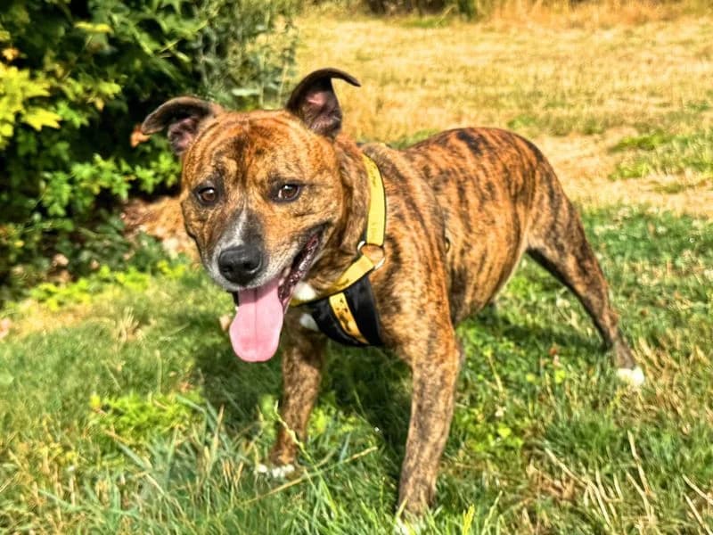 Fletcher, male 6yo Staffordshire Bull Terrier for adoption at Dogs Trust Salisbury, Newton Tony