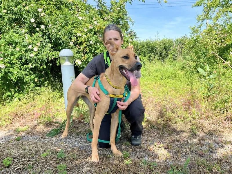 Tilly, female young mixed breed for adoption at Dogs Trust Salisbury, Newton Tony