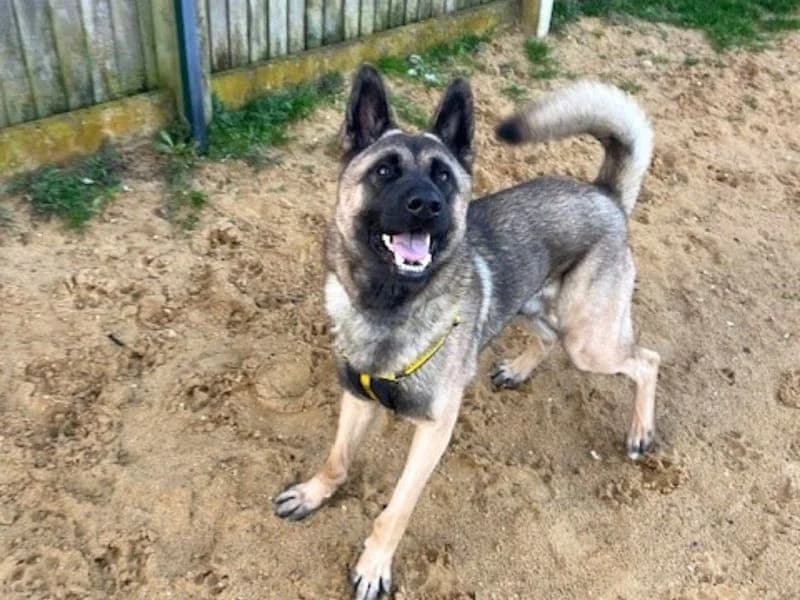 Jack, male young Akita for adoption at Dogs Trust Salisbury, Newton Tony