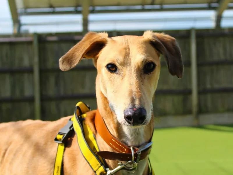 Stretch, male 3yo mixed breed for adoption at Dogs Trust Salisbury, Newton Tony