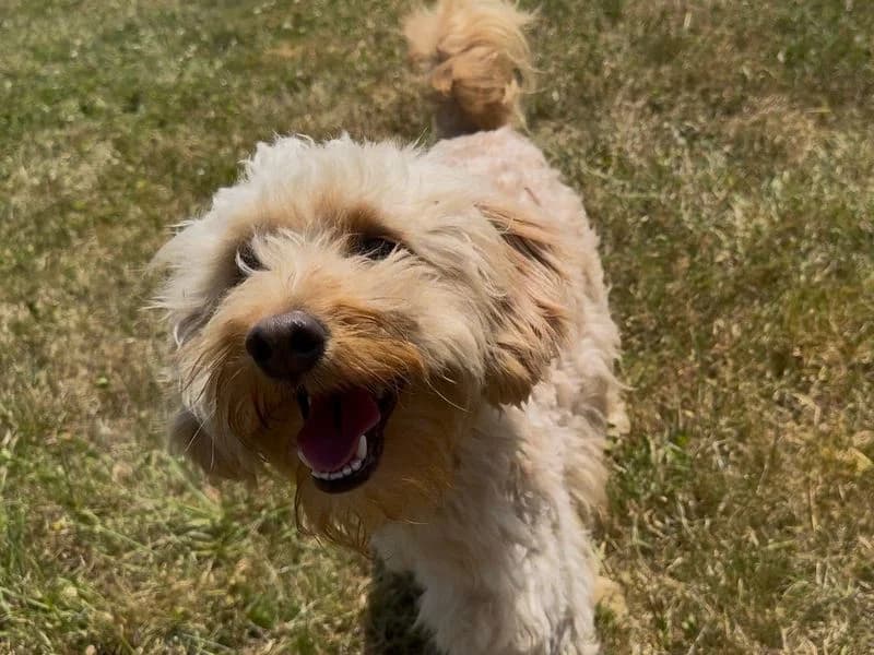 Maverick, male young Poodle for adoption at Dogs Trust Salisbury, Newton Tony
