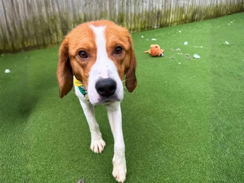 Ivan, male 3yo mixed breed for adoption at Dogs Trust Salisbury, Newton Tony