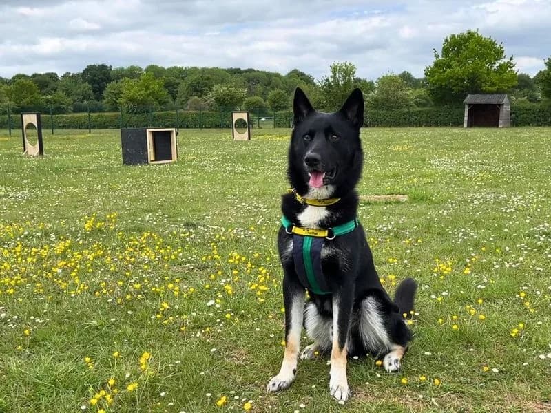 Alfie, male young mixed breed for adoption at Dogs Trust Salisbury, Newton Tony