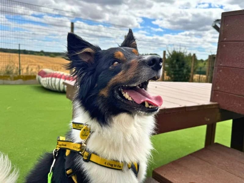 Cody, male young Border Collie for adoption at Dogs Trust Salisbury, Newton Tony