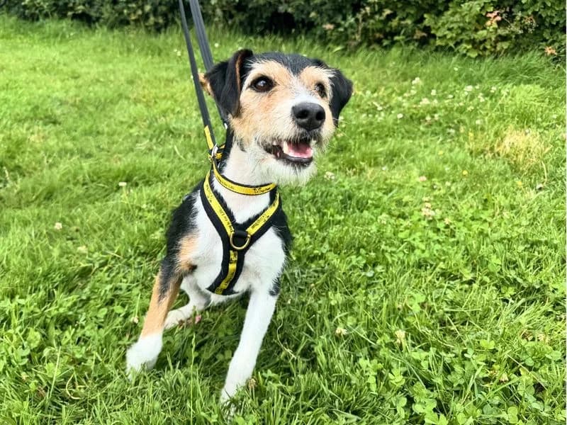 Cooper, male 7yo Jack Russell Terrier for adoption at Dogs Trust Salisbury, Newton Tony