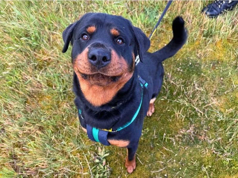 Reggie, male young Rottweiler for adoption at Dogs Trust Salisbury, Newton Tony