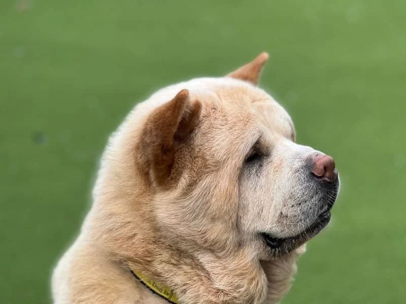 Ronnie, male 3yo Chow Chow for adoption at Dogs Trust Salisbury, Newton Tony